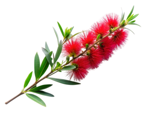 Vibrant red bottlebrush flower branch against a simple background detailed macro photography transparent background
