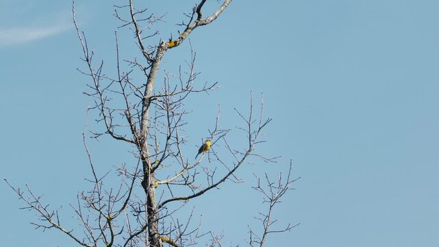 Yellowhammer Singing on Tree in Spring Forest, Emberiza citrinella