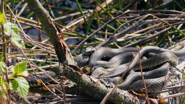 Macro View of Natrix Natrix in Spring Sun