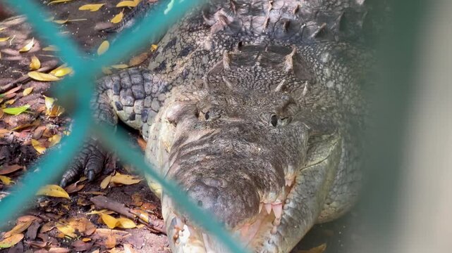 4K COCODRILO ABRIENDO EL HOCICO