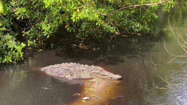 4K COCODRILO ASOLEANDOSE