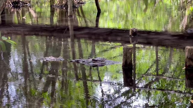 4K COCODRILO ASOMANDOSE SOBRE EL AGUA