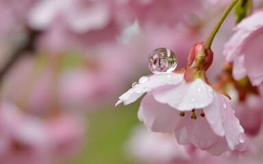 Close-up macro photograph of a single glistening dewdrop on a delicate pink cherry blossom petal with soft bokeh background