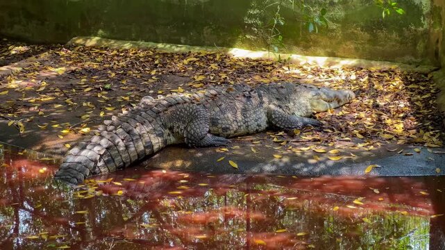 4K COCODRILO DESCANSANDO