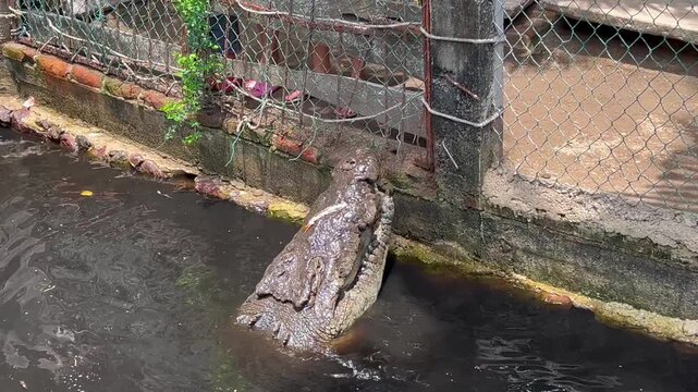 4K COCODRILOS COMIENDO