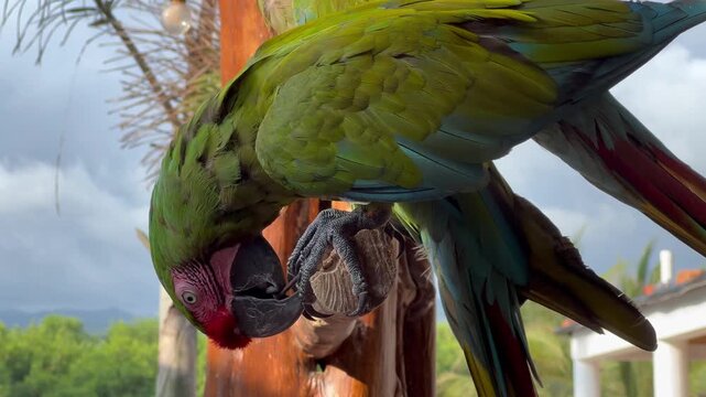 4K GUACAMAYAS PERICOS LOROS