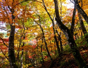 Fototapeta premium Autumn forest canopy