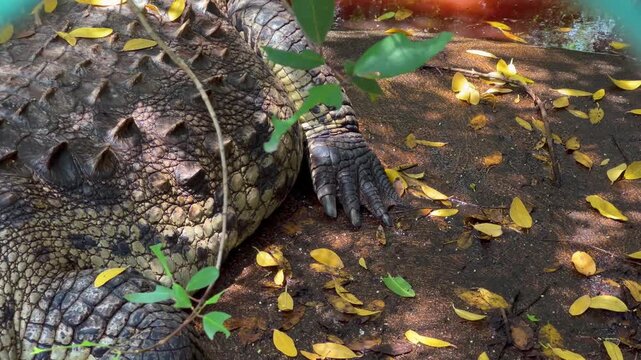 4K PATAS DE COCODRILO