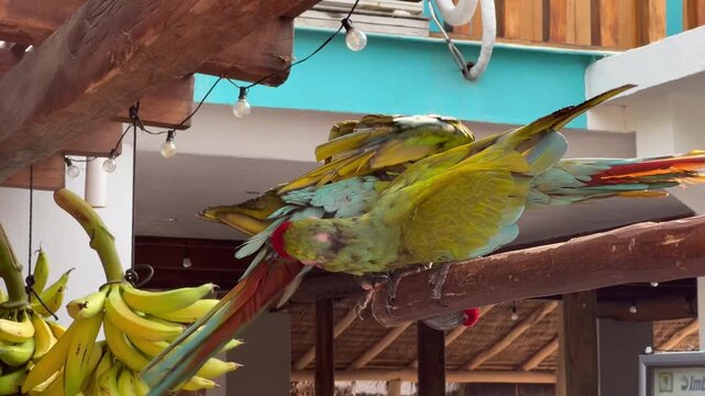 4K PERICOS GUACAMAYAS