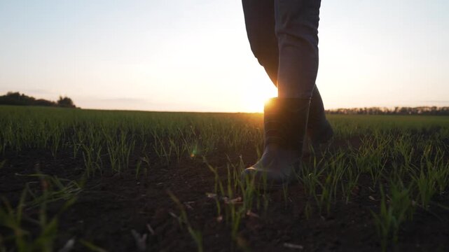 Walking boot through young field, farmer walk among sprouting crop in moist soil with green grass under golden sunrise light, nature and farm detail showing boot tread and soil texture and dew detail