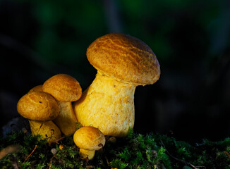 A small cluster of spectacular Rustgill Mushrooms, Gymnopilus junorius perched on a decaying tree...