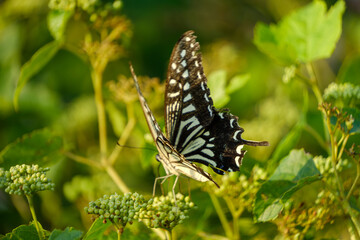 Black Swallowtail Butterfly on Green Foliage