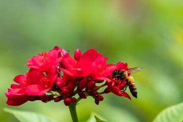 Bees work to find honey in red flowers. Macro photo