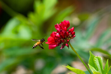 Bees fly to find nectar in the pollen of red flowers. Macro photo