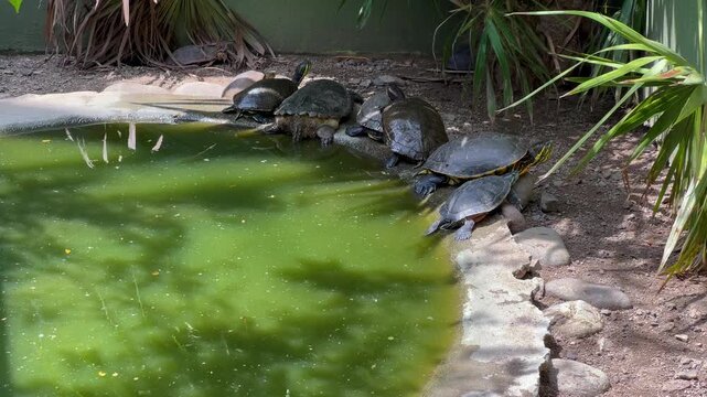 4K TORTUGAS