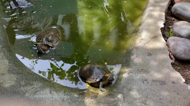 4K TORTUGAS ESTANQUE