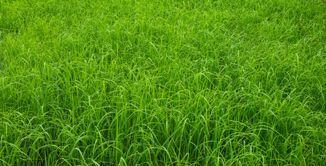 Green rice field background,Rice seedlings in the field.