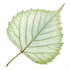 Obraz premium Western Paper Birch Leaf Vibrant Green Botanical with Gentle Curves, Defined Veins, and Smooth Natural Texture Displayed on Clean White Background, Evoking Fresh Simplicity and Rustic Charm
