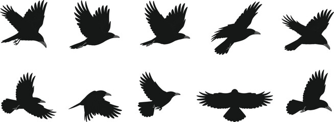 Flying crow silhouette set, black raven in flight collection, bird wings spread vector illustration, wild animal shapes, dark bird design for decoration