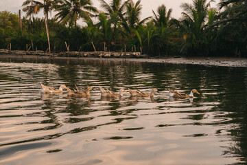 Ducks swim gracefully in a serene lagoon surrounded by palm trees under the evening sky