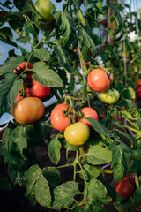 A branch with ripe pink and green tomatoes grown in the garden in summer. Vegetable cultivation, agriculture.