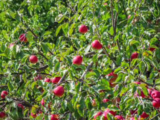 Apple tree branches full of ripe red apples among green leaves in summer