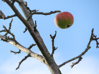 Single apple hanging on a bare tree branch against blue sky