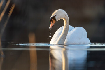 Łabędź Niemy © chytla_fotografie