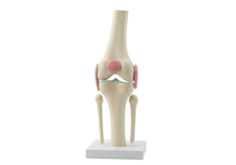 Isolated model of human knee joint, connective tissue and cartilage, anatomy diagram, medical exhibit