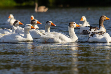 A domestic goose is a goose that humans have domesticated and kept for their meat, eggs, or down feathers. Domestic geese have been derived through selective breeding from the wild greylag goose