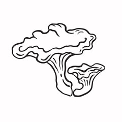 Chanterelle mushrooms line sketch monochrome vector