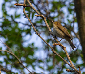 Chiffchaff, Phylloscopus collybita, perched on a tree branch