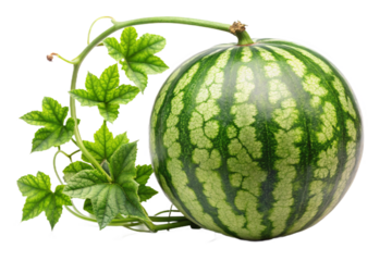 Ripe watermelon fruit on a lush green vine with detailed leaves isolated for design transparent background