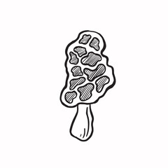 Morel mushroom line sketch monochrome vector