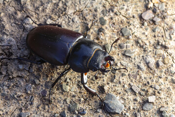 Close-up view of a dark beetle crawling on a textured surface in natural light near a garden pathway during the afternoon