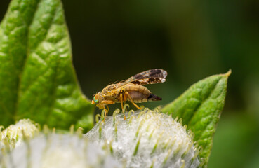 Close view of a golden fly resting on a green leaf while surrounded by soft white plant fibers in a natural setting