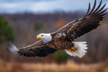 Obraz premium Majestic Bald Eagle Soaring in Flight