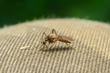 Closeup Aedes aegypti or common house mosquito