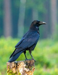 Majestic black bird perched on a stump