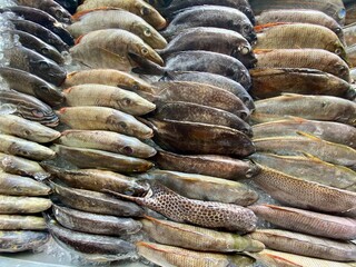 Fresh marine fish displayed on ice at a seafood restaurant showcase.