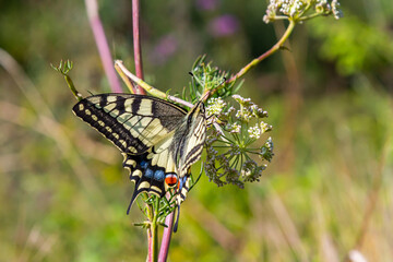 Colorful butterfly perched on delicate flowers in a lush, green meadow during a sunny afternoon