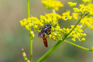 Close-up of a black and orange insect collecting pollen from yellow flowers in a natural setting during a sunny day in spring