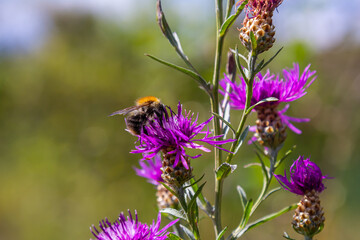 Bumblebee collecting nectar from vibrant purple flowers in a sunny garden during late springtime, showcasing nature's beauty and biodiversity