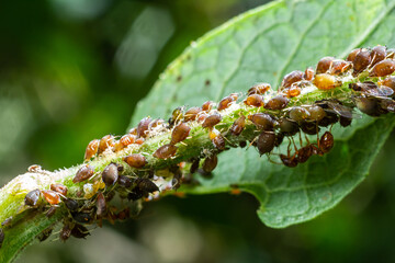 Close-up view of aphids and ants on a green leaf in a lush garden during a sunny afternoon