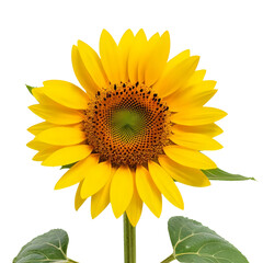 Fototapeta premium A beautiful, single yellow sunflower in full bloom with its vibrant petals and green leaves, isolated on a clean white background