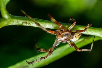 Spider exploring a green branch in a lush environment during daytime in a natural habitat