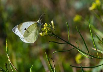 Delicate butterfly perched on vibrant flowers in a lush green garden during daylight hours