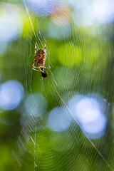 In the early morning light, a spider skillfully crafts its web in a lush green forest setting, showcasing intricate patterns and a sense of natural beauty