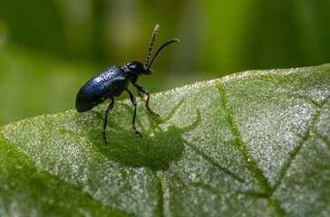 Tiny black beetle resting on a vibrant green leaf with sunlight illuminating its textured body and shadow