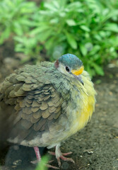 Sulawesi Ground Dove, Gallicolumba tristigmata, Closeup